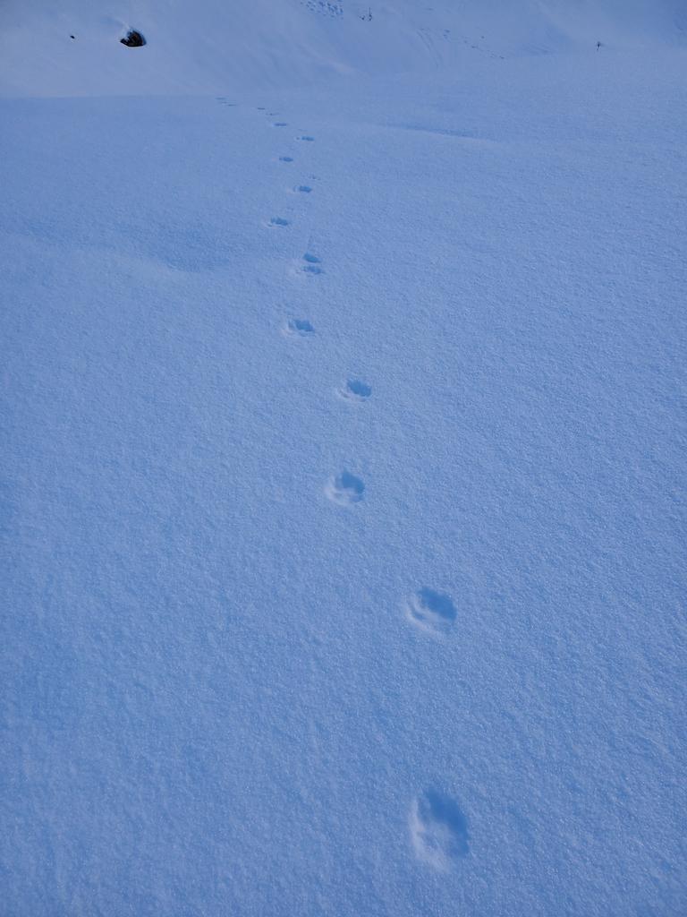 Canis Lupus ?