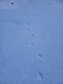 Canis Lupus ?