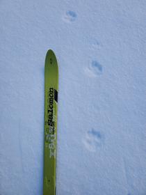 Canis Lupus ?