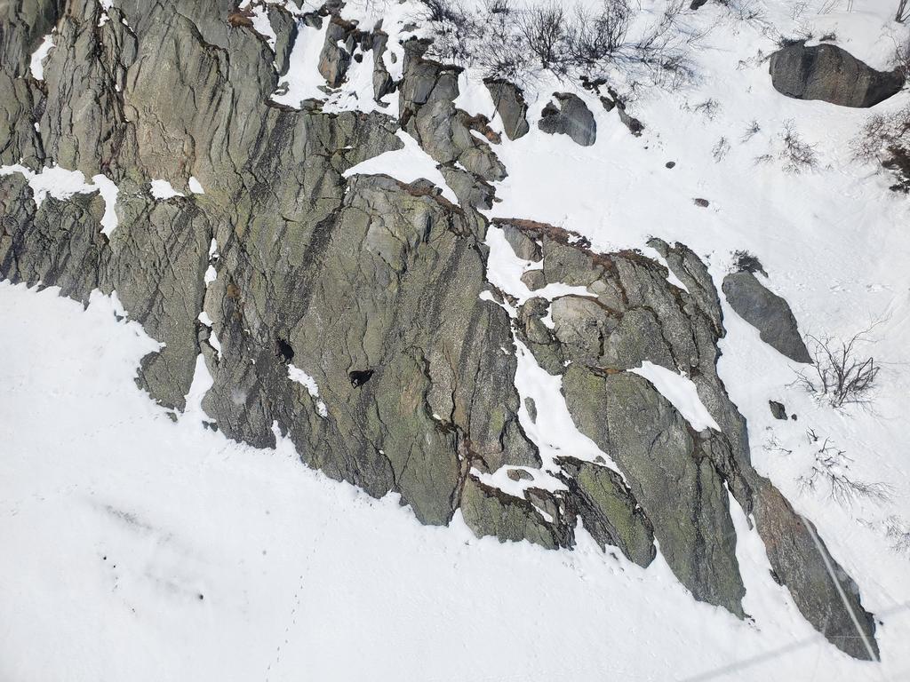 Chamois