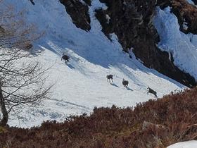Chamois