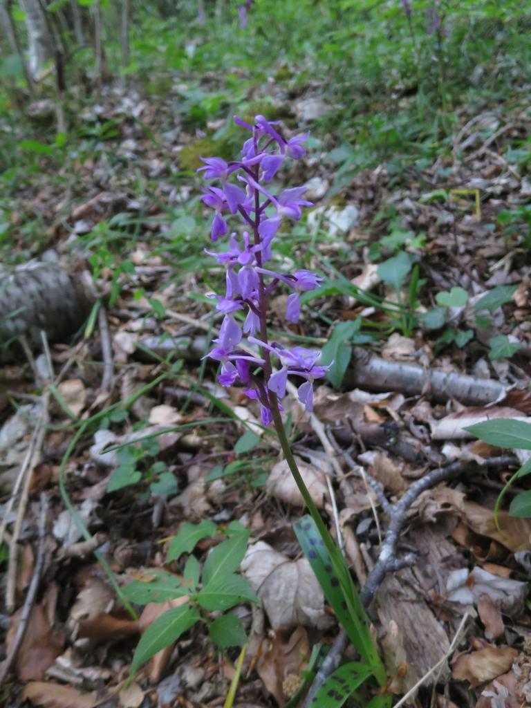 Orchidée