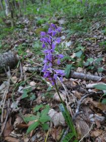 Orchidée