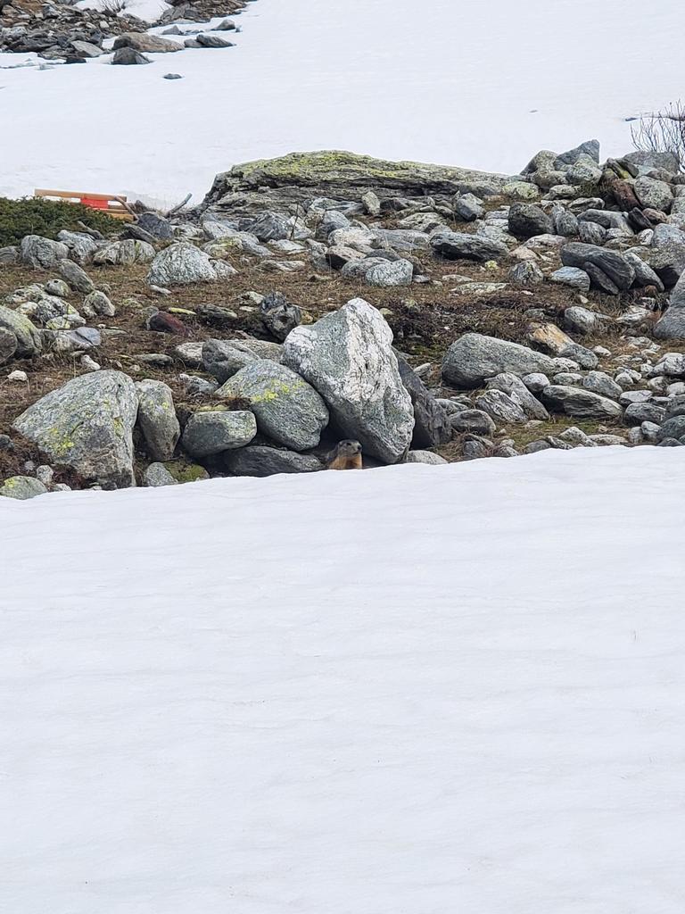 Marmotte