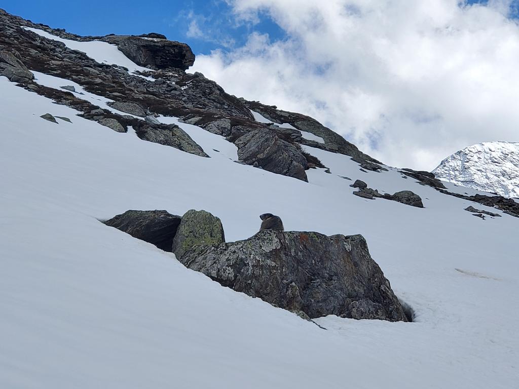 Marmotte