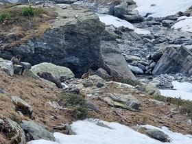Marmottes