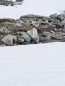 Marmotte