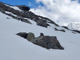 Marmotte