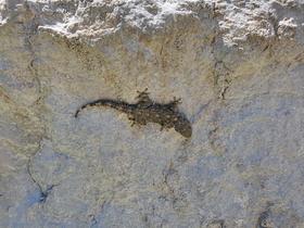 Gecko (Tarente de Maurétanie)