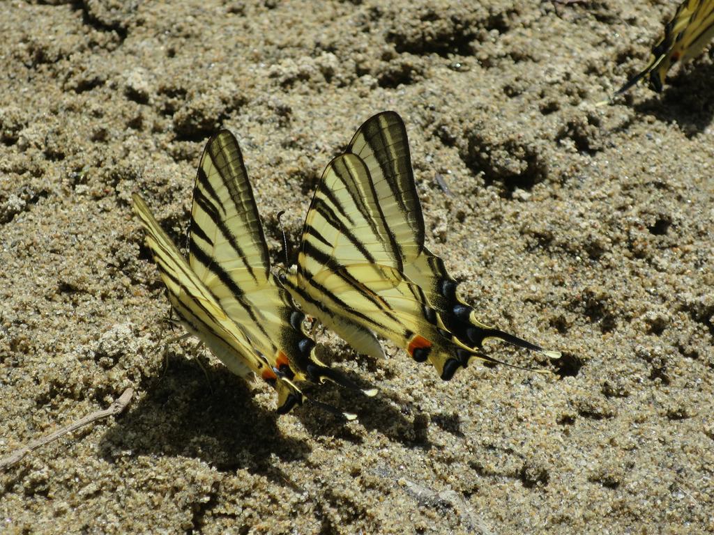Machaons