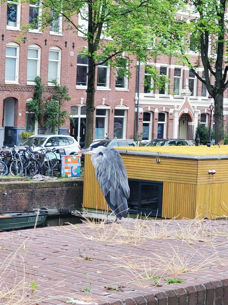 Héron en ville