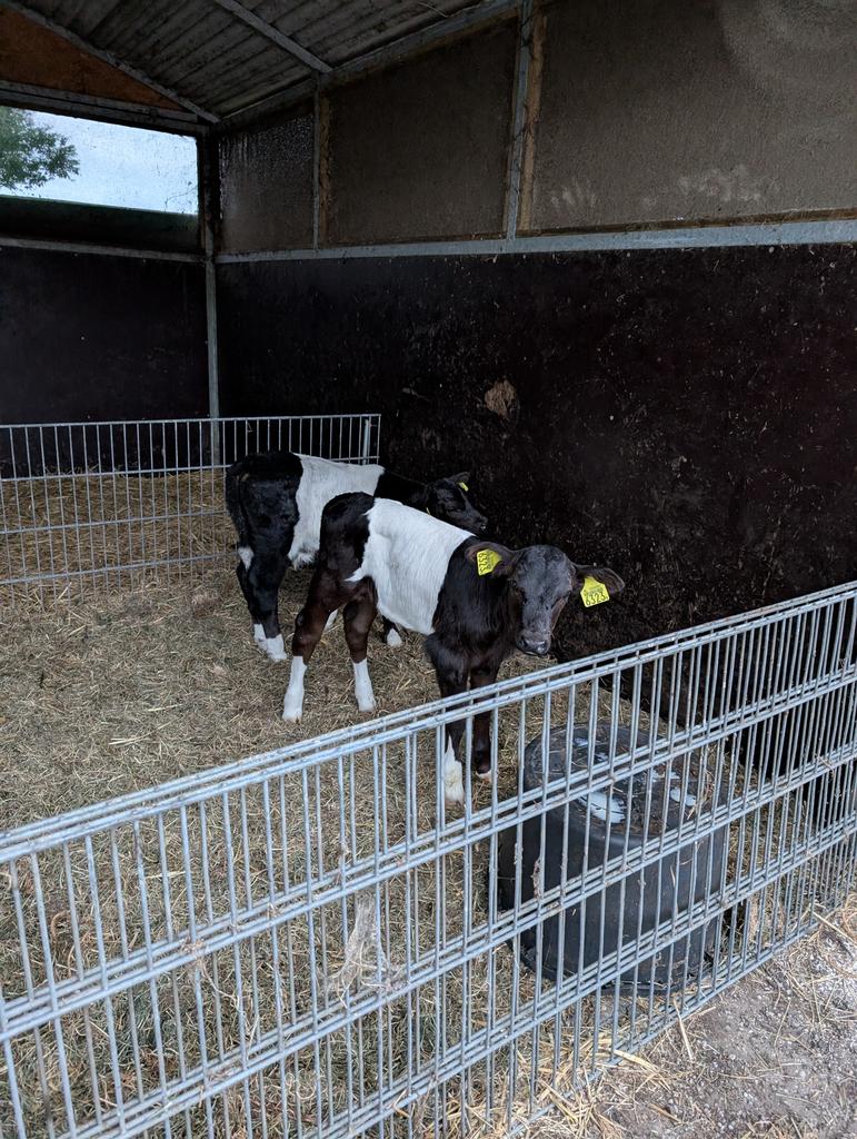 Veaux Oreo!