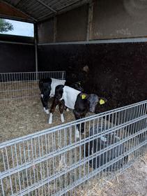 Veaux Oreo!