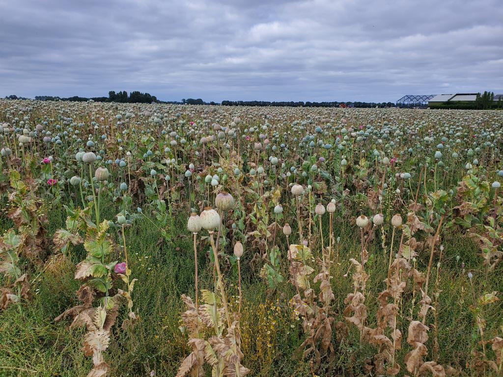Champ de pavots