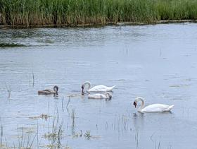 Des cygnes et leurs jeunes