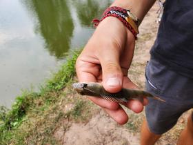 Le poisson de Romain...