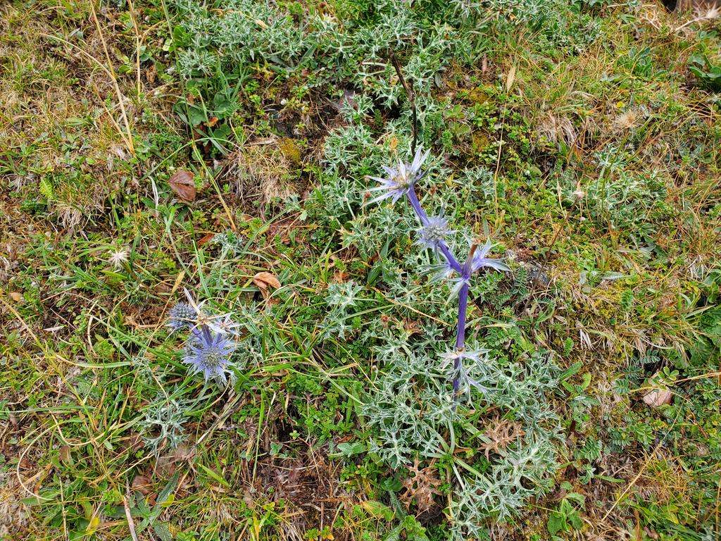 Chardons bleus