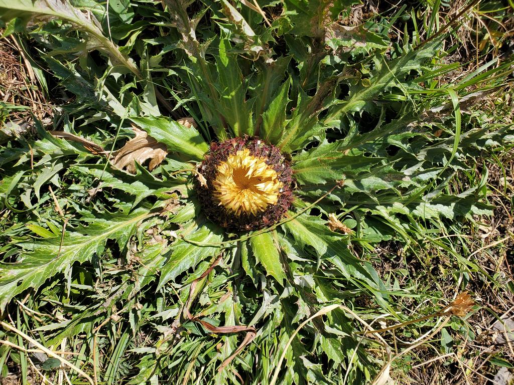 Chardon
