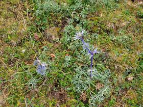 Chardons bleus