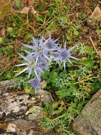 Chardons bleus