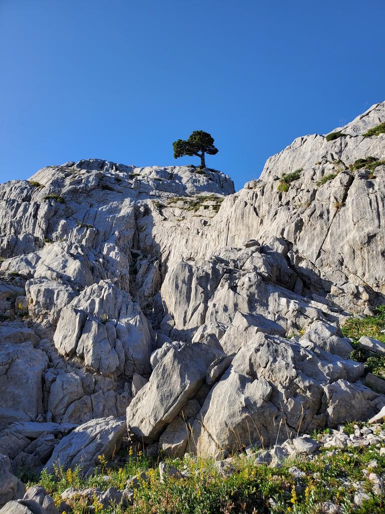 L'arbre de l'Arre