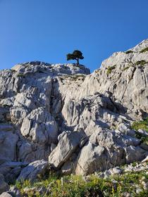 L'arbre de l'Arre