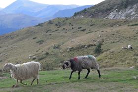 Quelles cornes!!