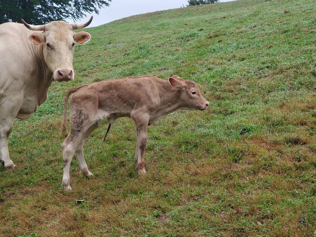 Veau du jour