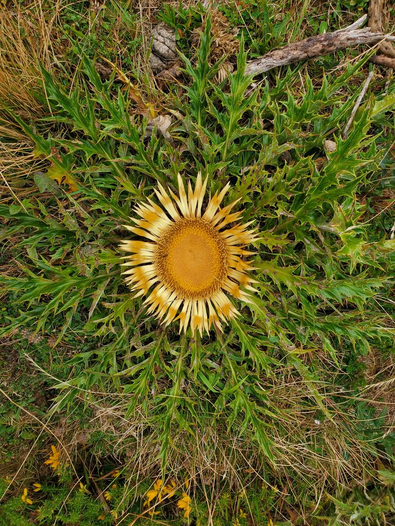 Chardon jaune (carline)