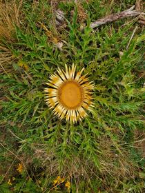 Chardon jaune (carline)