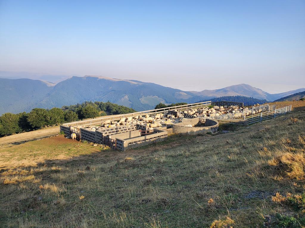 Préparation de la transhumance