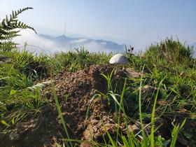 Champignon sur bouse